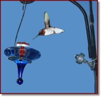 hummingbird_250x.jpg